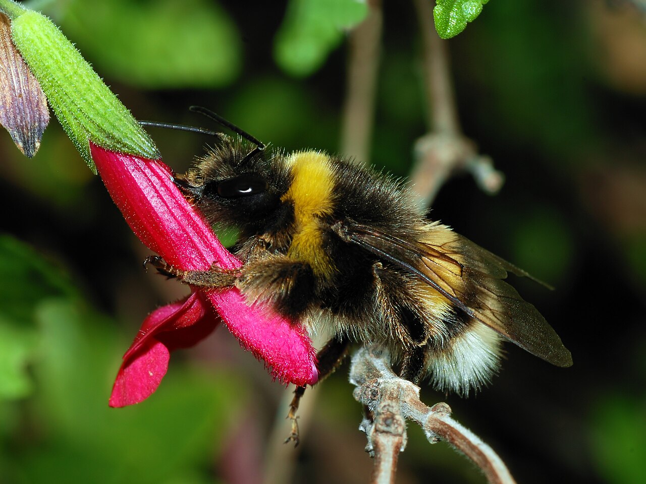 Portrait de Bumble