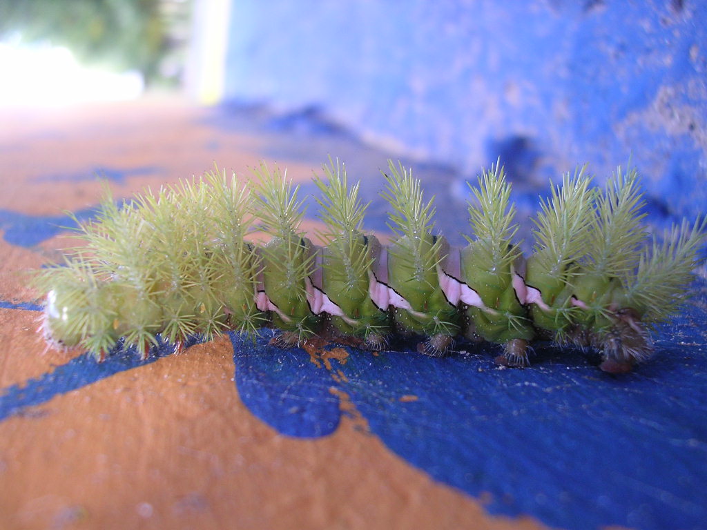 Portrait de Caterpillar