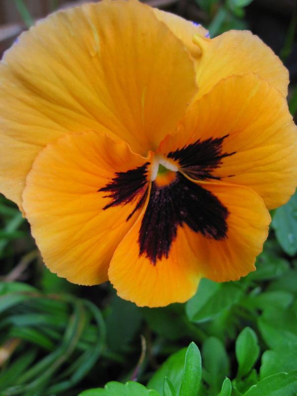 Portrait de Orange