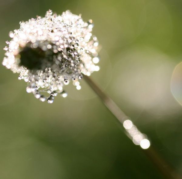 Portrait de Swarovski